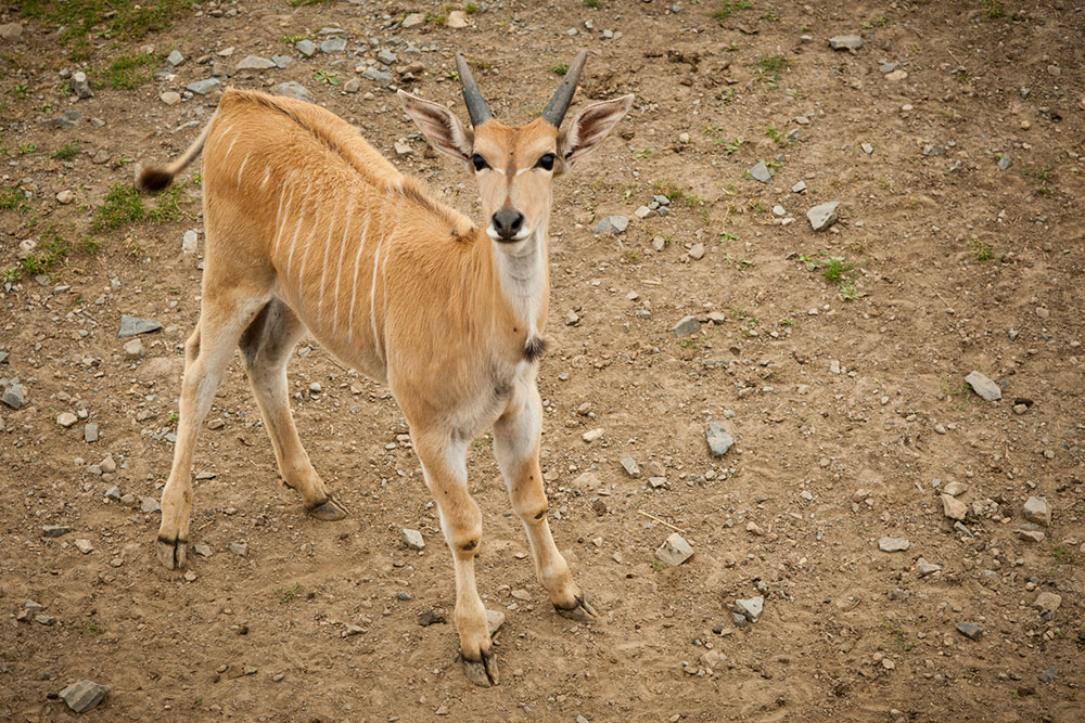 Parc Safari 15